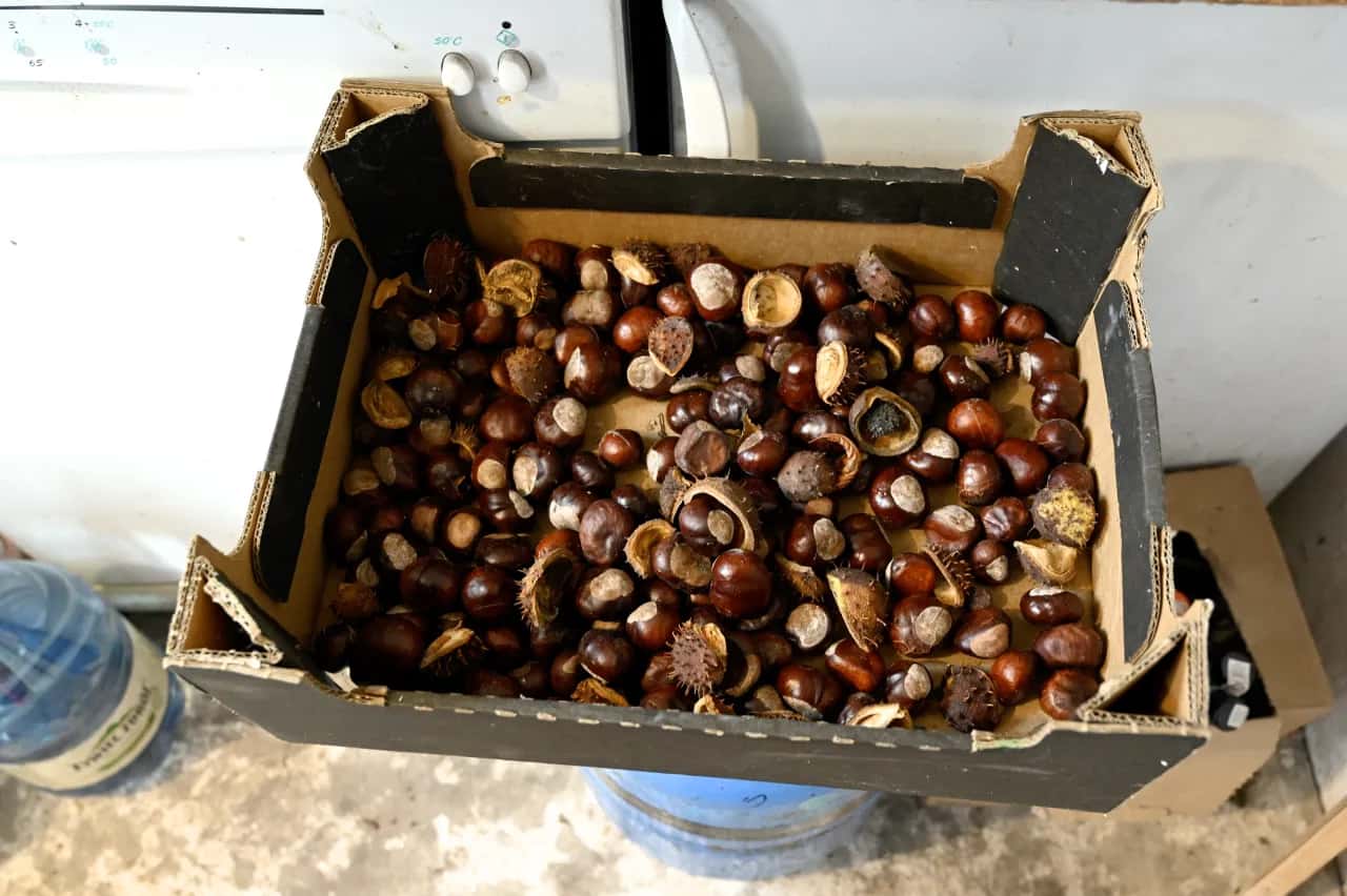 Ile zarobisz na kasztanach? Ceny skupu i sekrety sprzedaży!
